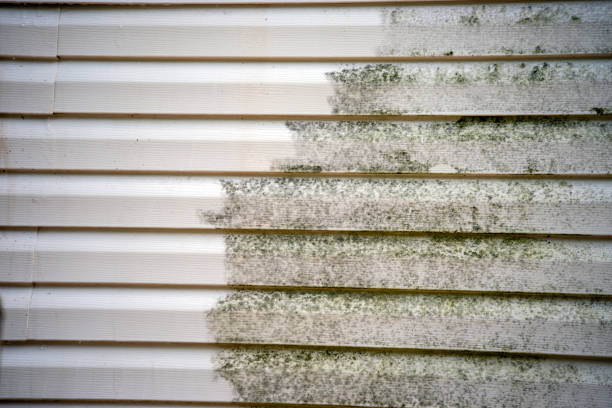 Best Historical Building Siding Restoration  in St Johns, AZ